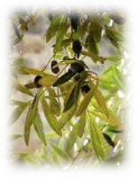l‘olivier, un trésor de santé